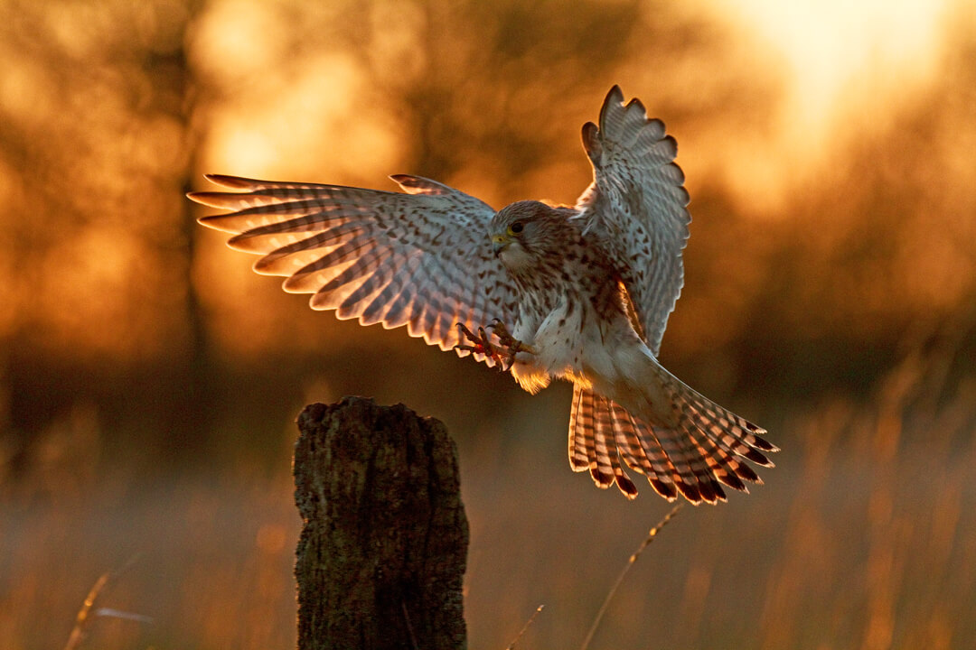 Kestrel-©-Russell-Savory Kestrel-©-Russell-Savory