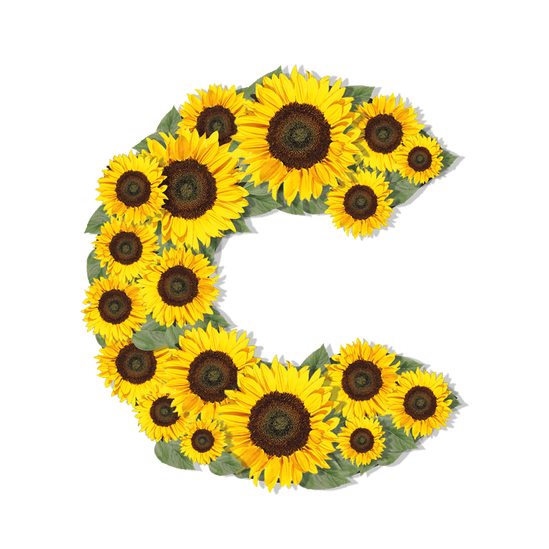 Sunflowers C Chelmsford C logo shape made up of Sunflowers